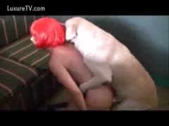 While her husband looks on, a white bitch wearing a red wig and a mask is being screwed by her dog.